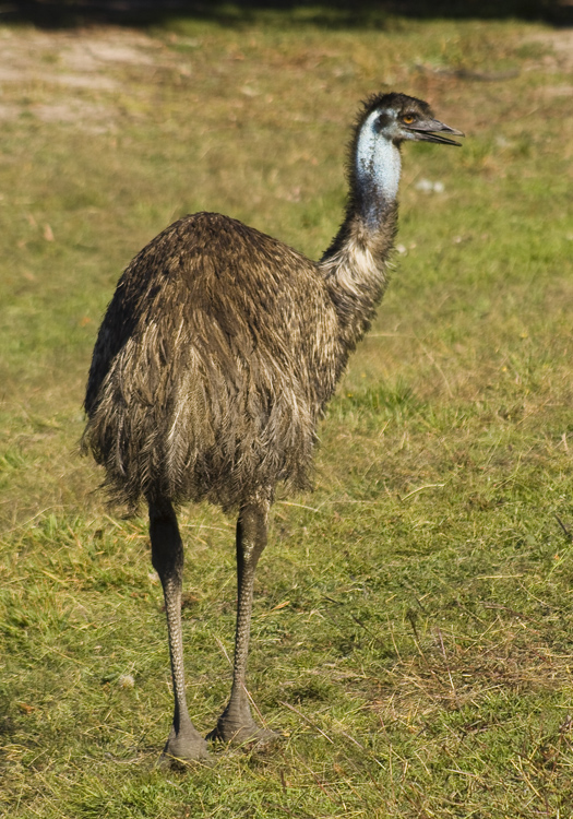 emu 2.jpg